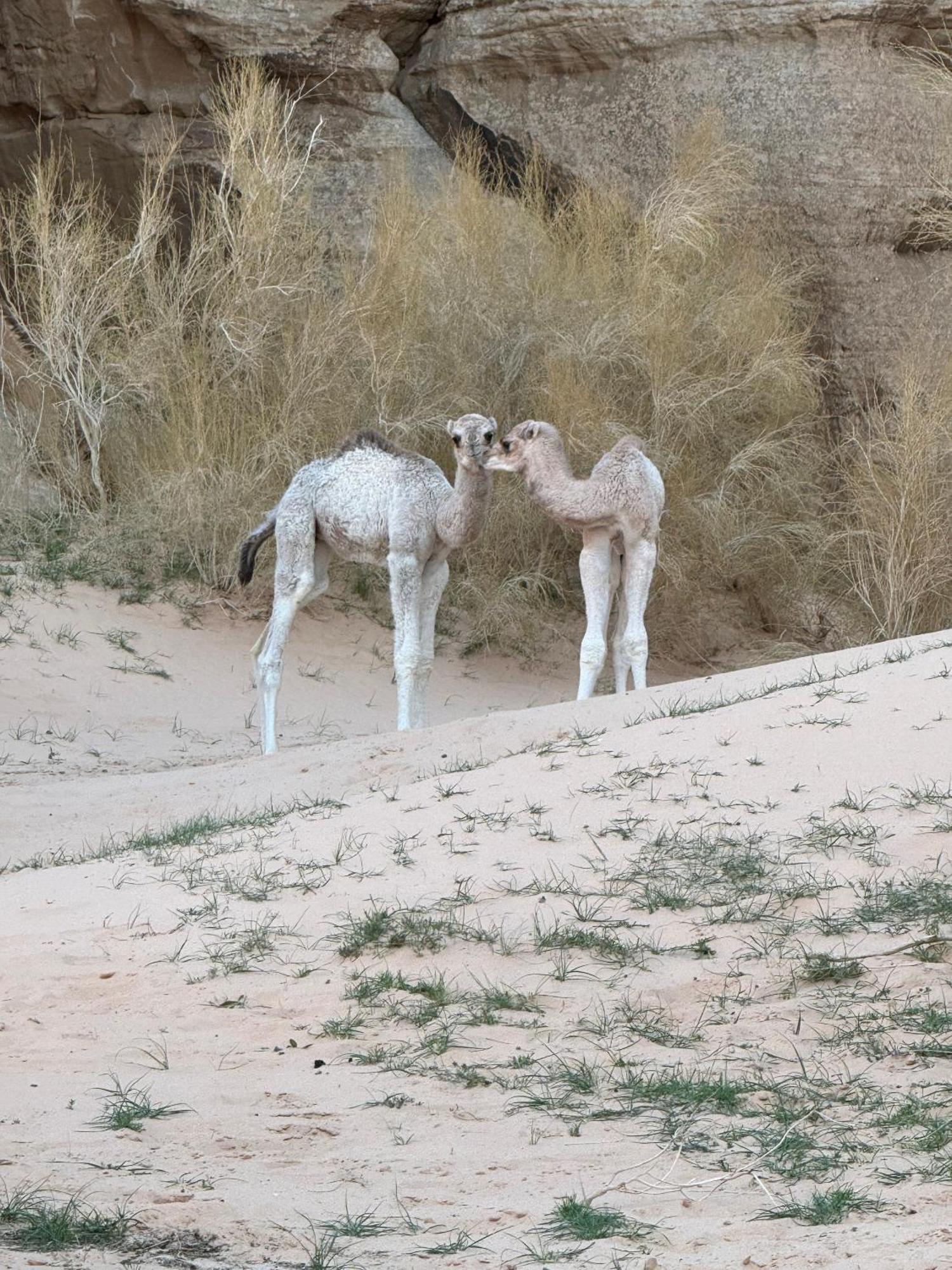 Desert Bird Camp Wadi Rum Luaran gambar
