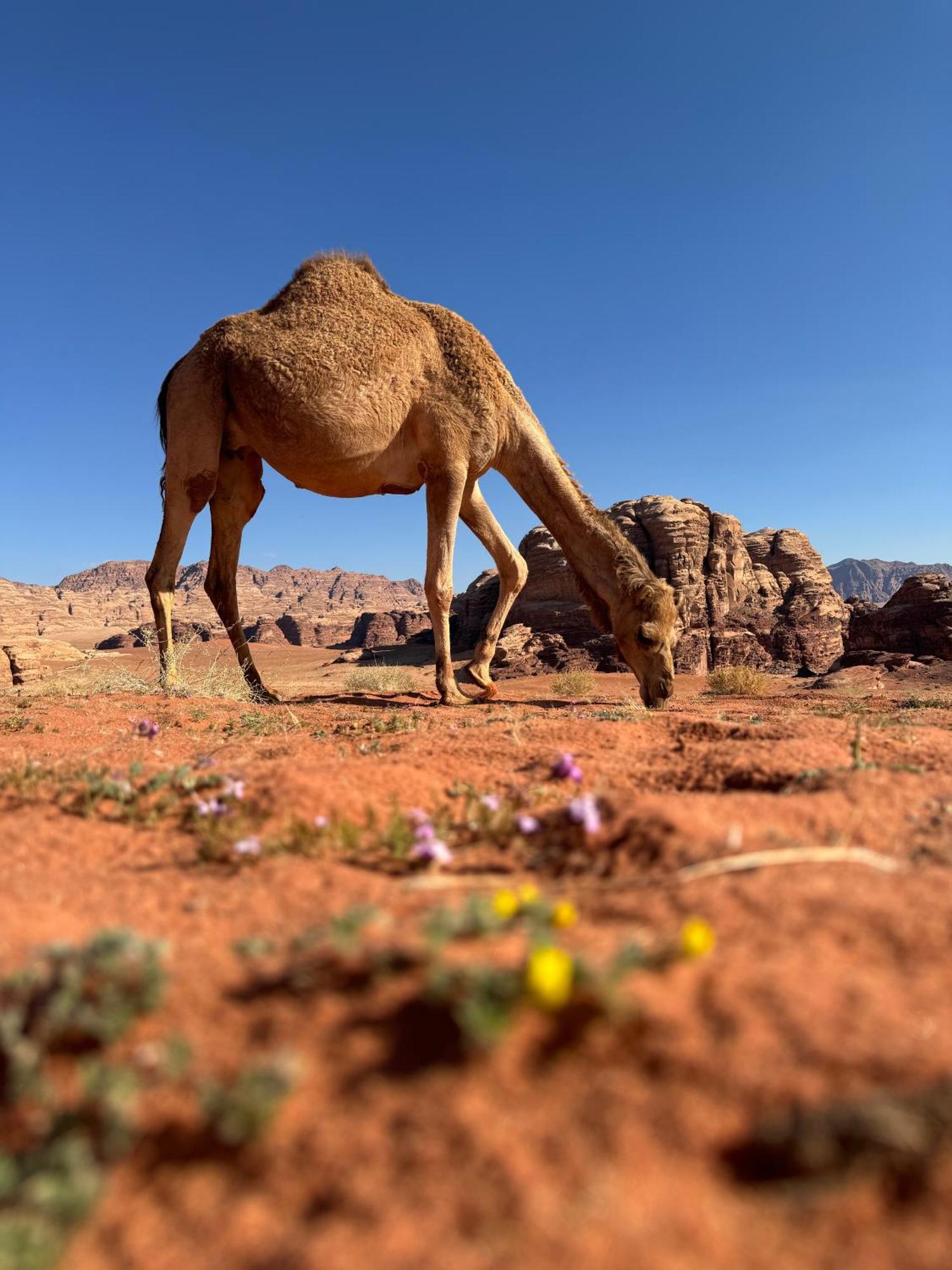 Desert Bird Camp Wadi Rum Luaran gambar